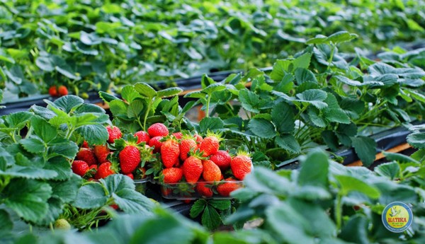 Công ty TNHH Đà Lạt Ảo Mộng
